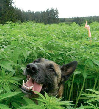 Newsoms Reefer